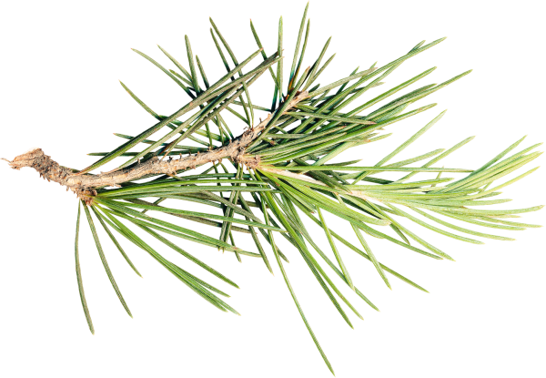 Что такое хвоинки