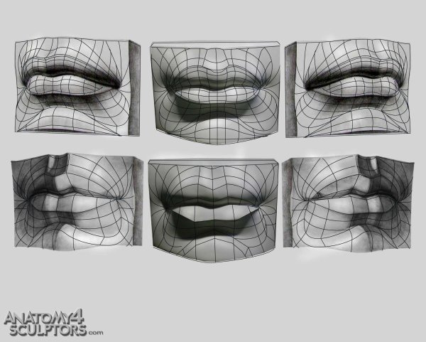 Баммес анатомия губы