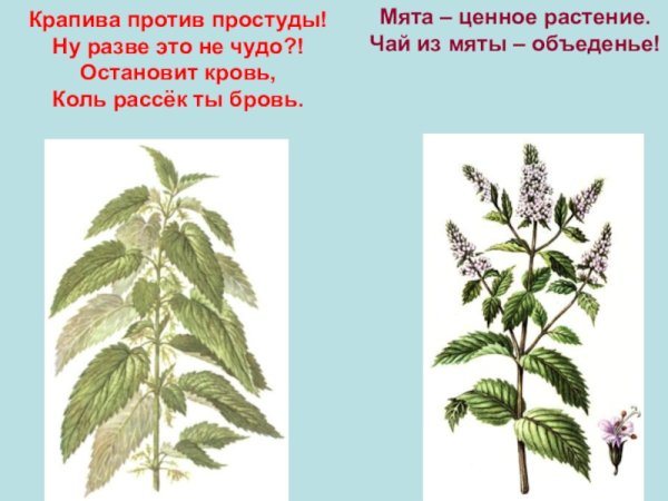 Крапива рисунок без фона