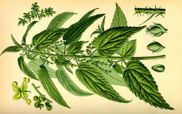 Крапива двудомная (Urtica dioica)