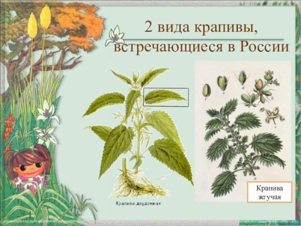 Крапива двудомная - Urtica dioica l. (Urticaceae)