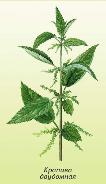 Яснотка белая Фармакогнозия