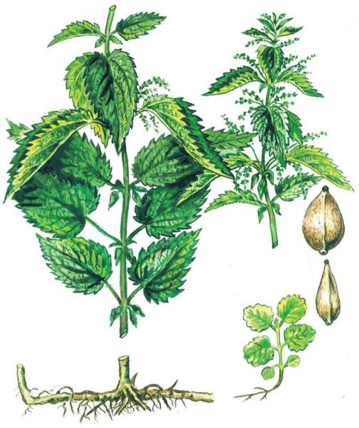 Крапива жгучая и двудомная отличия