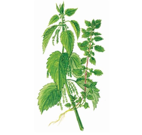 Крапива двудомная чб