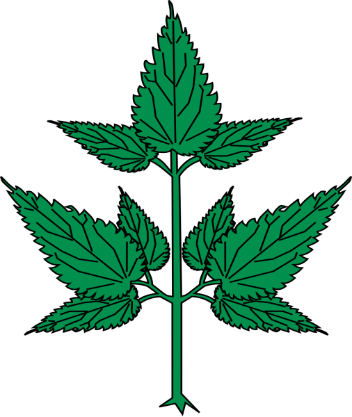 Крапива двудомная (Urtica dioica)