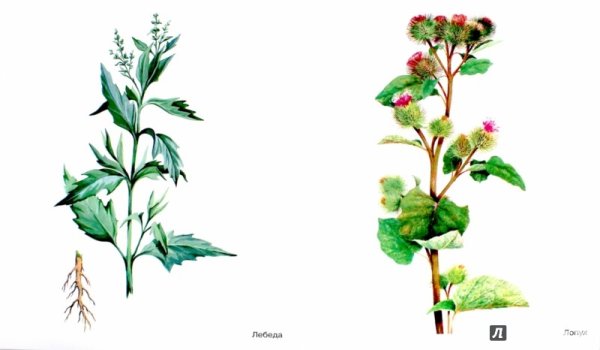 Строение корневища крапивы