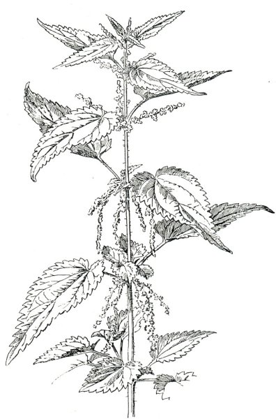 Крапива двудомная чб