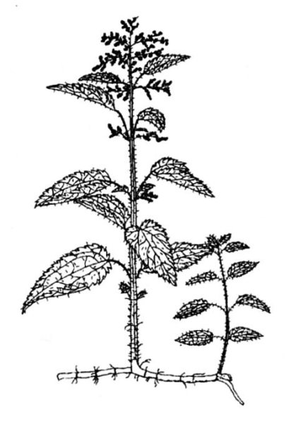 Крапива арт