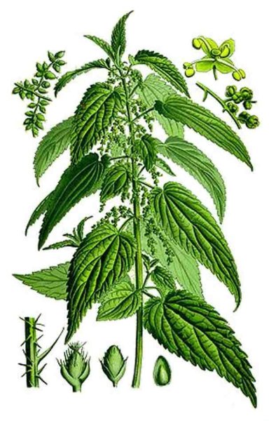 Крапива двудомная