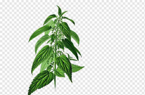 Листорасположение крапивы двудомной