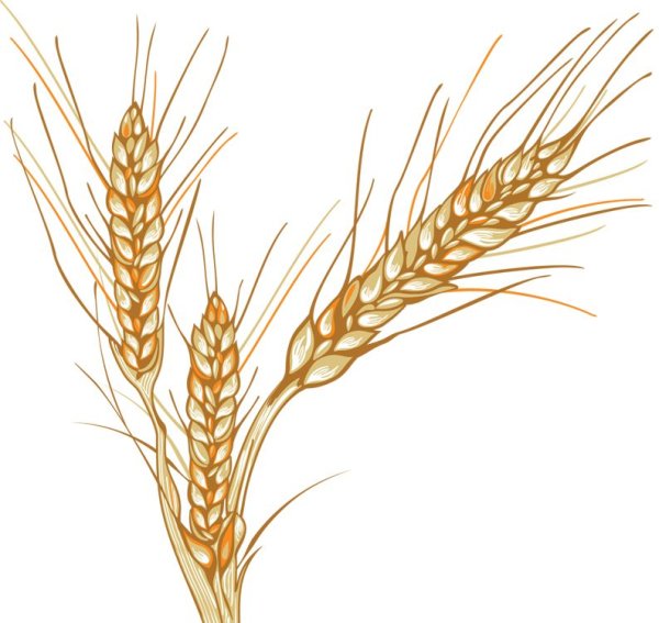 Колосок пшеницы рисунок