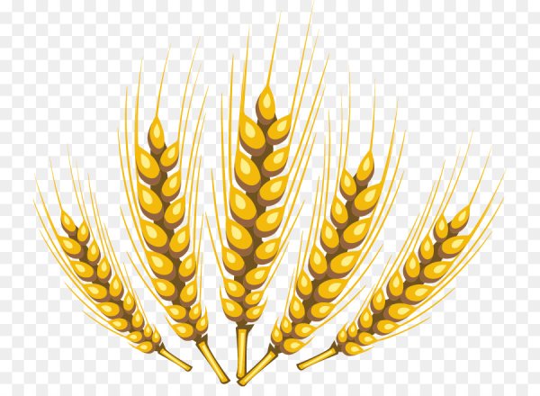 Колосок пшена