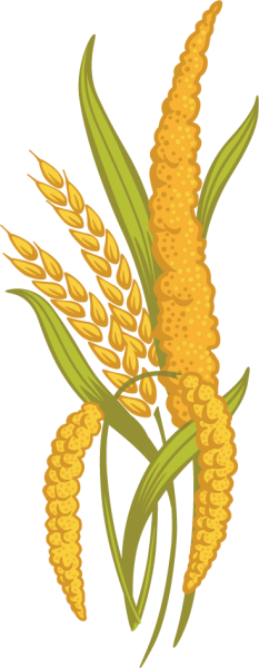 Просо в Китае