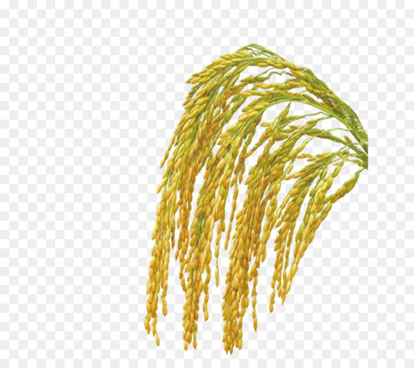 Колосья риса на прозрачном фоне