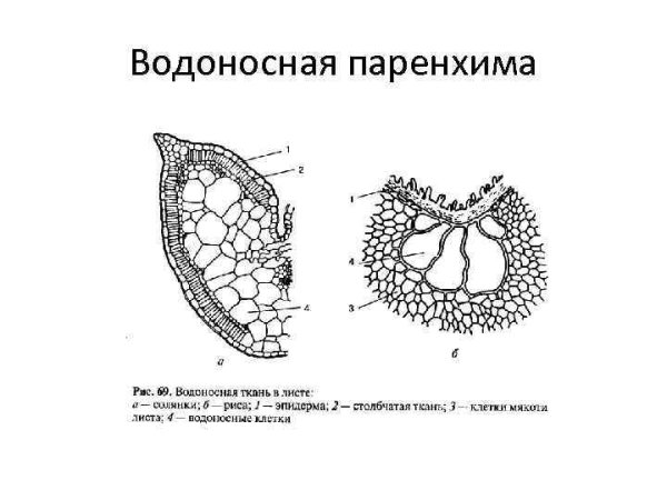 Водоносная ткань растений строение