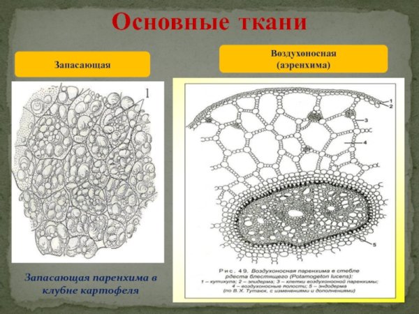 Основная запасающая ткань растений