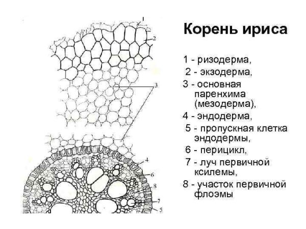 Анатомическое строение корня ризодерма