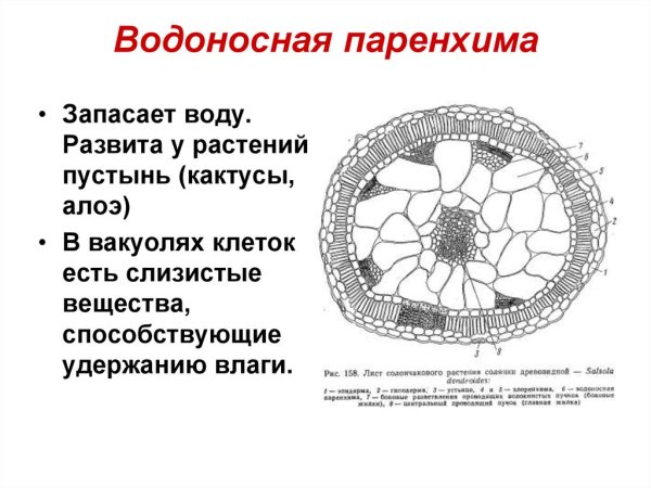 Водозапасающая паренхима