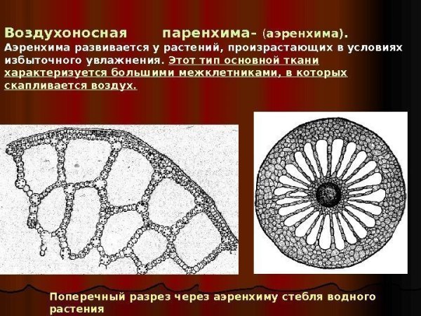 Воздухоносная ткань аэренхима