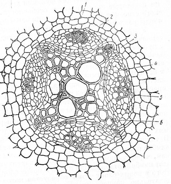 Срез корня перицикл
