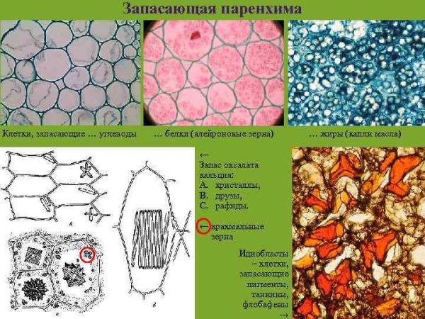 Запасающая ткань паренхима