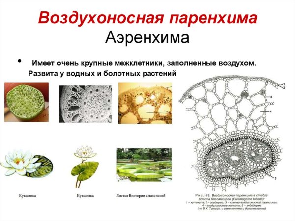 Основная ткань растений паренхима