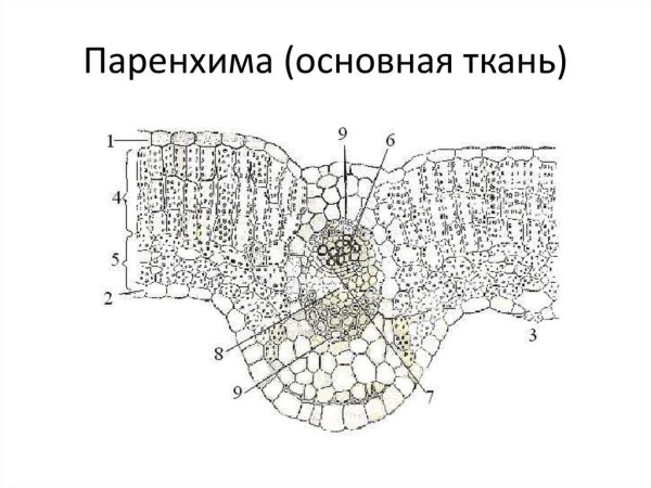 Основная ткань растений паренхима