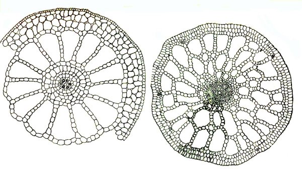 Воздухоносная ткань аэренхима