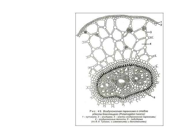 Основная запасающая ткань растений