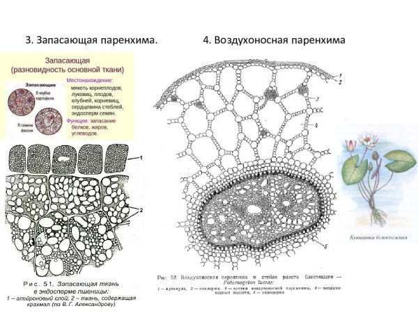 Поперечный срез стебля рдеста