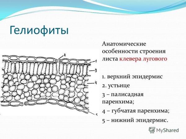 Ассимиляционная ткань (хлоренхима)