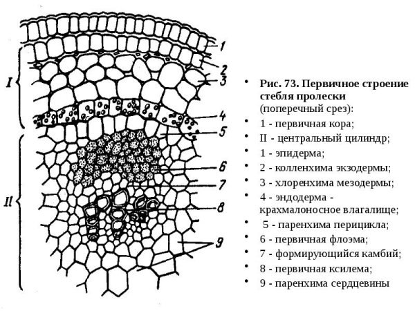 Ткани растений запасающая ткань