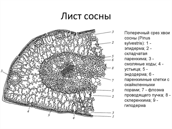 Строение поперечного среза ветки липы