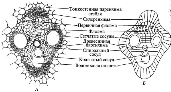 Эндодерма корня поперечный срез