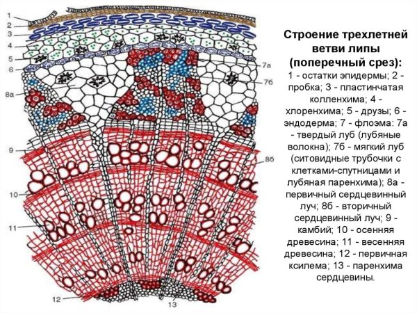 Поперечный срез листа камелии