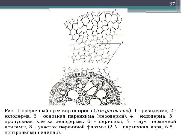 Анатомия листа ботаника изолатеральный