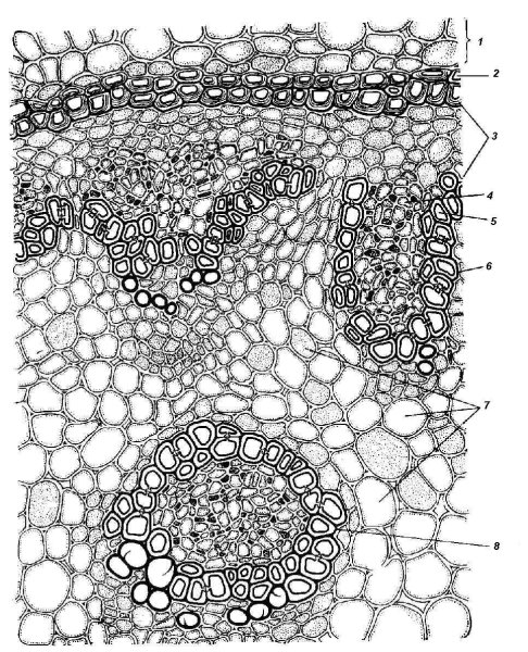 Первичное строение корня ириса