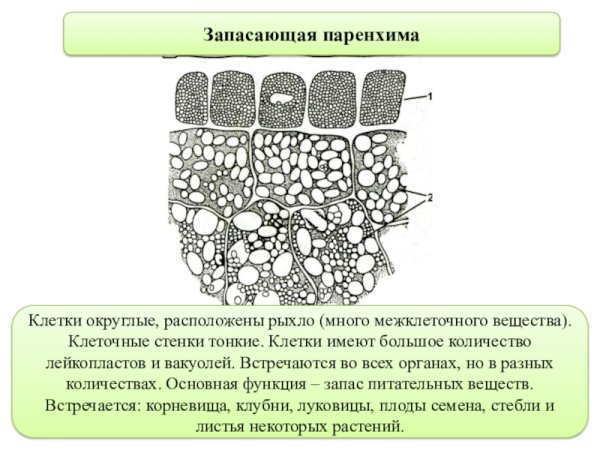 Поперечное сечение листа растения устьице