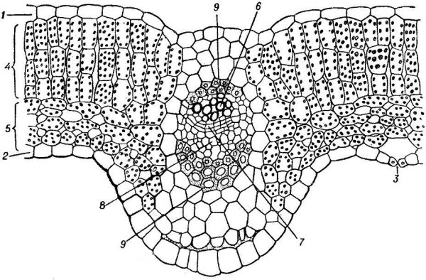 Столбчатая паренхима губчатая паренхима