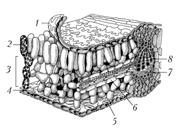 Запасающая ткань паренхима