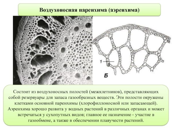 Поперечный срез стебля рдеста