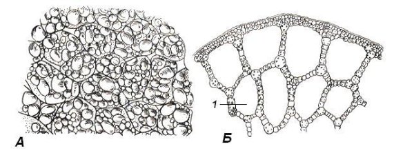 Флоэма паренхима