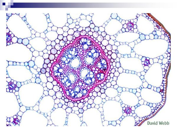 Трахеиды древесины сосны