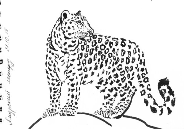 Амурский леопард рисунок