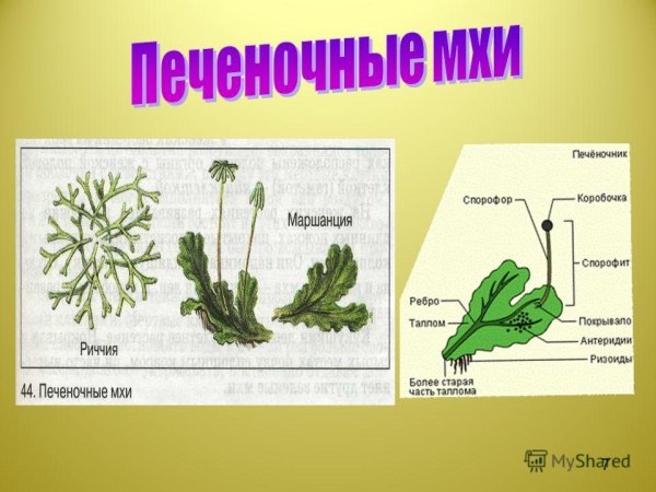 Мхи листостебельные и печеночные