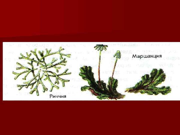 Риччия и маршанция