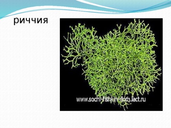 Строение мха риччия рисунок