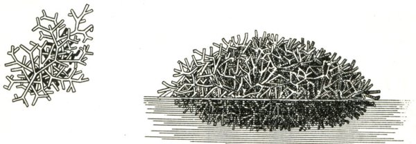 Мох риччия рисунок