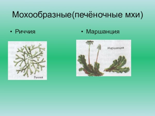 Печеночные мхи марианция ригчия