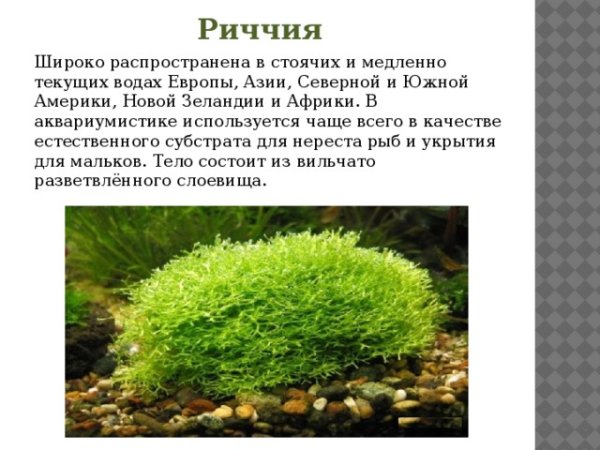 Риччия строение